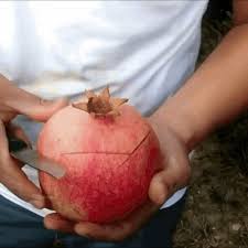 Animated Gif Pomegranate Peel Peel Weird Food Pomegranate Peel Fun Cooking