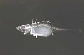 Xray Of A Pregnant Fish Fish Fish Pet X Ray