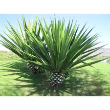 Image result for Agave sisalana