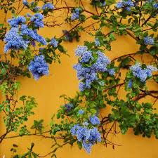 All tags bright blue aesthetic blue and white aesthetic light blue aesthetic soft aesthetic white aesthetic blue aesthetic blue tumblr yixing theme star sparkle space soft shiny rainbow pastel light blue kpop korea glossy drawing draw cute cool chen cards blue sky blue and white blue baby blue. I Know It S Getting Repetitive But You Really Are Like So Pretty Stars And Flower Petals And Lightning And A Tho Flower Aesthetic Yellow Aesthetic Plants