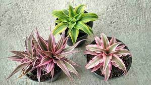 Umumnya tanaman yang sering ditanam di dalam atau luar rumah ialah tanaman dengan bunga atau daun yang cantik dan indah untuk dipandang. Kriptantus Adalah Jenis Tanaman Hias Daun Yang Tidak Memiliki Batang Keindahan Tanaman Ini Terletak Pada Tumpukan Daunnya Yang Menyerupai Bi Succulents Plants