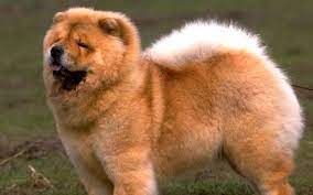 Chau Chau 1 Jpg 2560 1600 Chow Chow Dogs Dog Breeds Chow Dog Breed