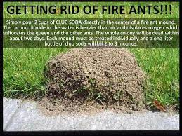 We did not find results for: Pin By Landra Reinke On Gardening Tips And Ideas Kill Fire Ants Fire Ants Ants