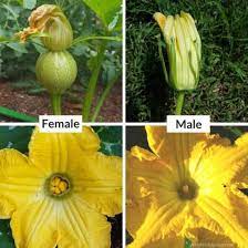 Check spelling or type a new query. What S The Difference Between Summer And Winter Squash Anyway Gardening Channel