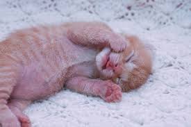 How Fast Should Newborn Kittens Breathe Newborn Kittens