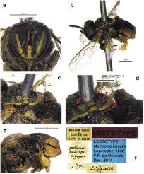 Image result for Enneapogon pretoriensis