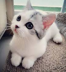 Cute kitten care > cute kitten pictures > collection of 2010 cutest kitten pics. Cutest Kitten Ever Aww