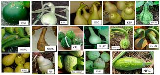 Image result for Lagenaria sphaerica