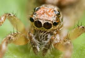 Spiders like to eat their veggies too. How Many Eyes Does A Spider Have What Do Spider Eyes Look Like Owlcation