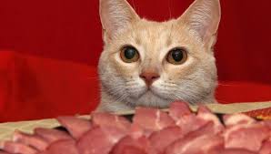 Learn more in our holistic healthcare library. Can Cats Eat Beef Jerky My British Shorthair