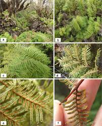 Image result for Gleichenia elongata