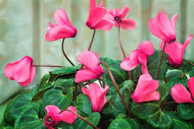 Sometimes the leaves on the cyclamen are twisted,deform and yellow. Easy Instructions On How To Care For Cyclamen Houseplant Gardenerdy