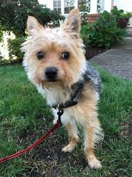 Is this the missing male Yorkie mix?