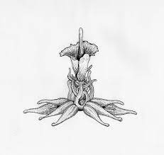 Pin On Illustration