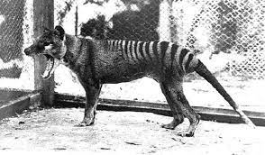 Are Tasmanian Tigers Making A Comeback Science Could Bring Extinct Animal Back Through Cloning Tasmanian Tiger Extinct Animals Thylacine