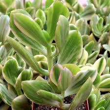 Image result for Crassula vaginata