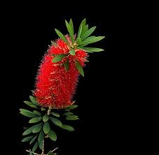 Better john™ starts flowering mid spring and finish late spring with small red flowers. Callistemon Wikiwand
