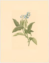 Image result for Crotalaria verrucosa