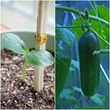 In heated greenhouses cucumbers can be sown from march to april. Growing Cucumbers In Pots From Seed Cucumber Care Gardening Tips