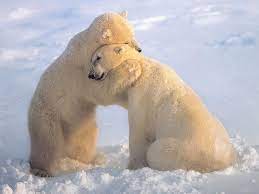 17 Of The Warmest Sweetest Bear Hugs Animal Hugs Polar Bear Bear Hug