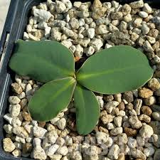 Image result for Monadenium pseudoracemosum