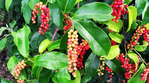 Image result for Antidesma venosum