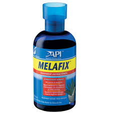 Api melafix fish remedy, contains natural tea tree extract to heal bacterial infections, repair fins, ulcers & open wounds, use when treating infection or to prevent. Fin Rot In Fish How To Treat And Prevent Fin Rot Petbarn Articles