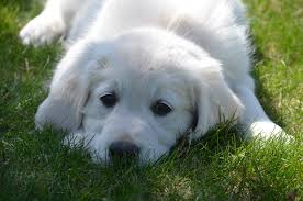 On this site you will find information about us, our dogs, and upcoming litters, as well as testimonials from customers and other breeders, and all of our accredidations. Pinewood Acres Goldens