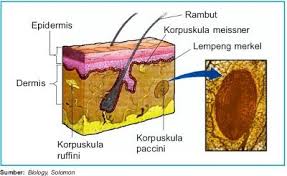 Reseptor Pada Indera Peraba Kulit Kulit Perasaan Manusia
