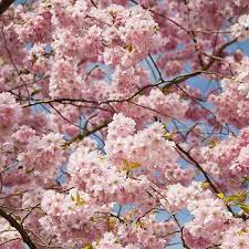 Prunus Accolade Flowering Cherry Tree In 2020 Flowering Cherry Tree Fruit Trees Uk Japanese Cherry Tree
