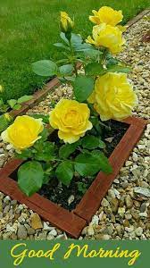It does best in zones 5 to 8—super hot, humid climates will do this plant to favors. Newsner Com Good Morning Happy Monday Facebook