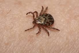 Disease covered in health insurance. If You Get Lyme Disease Will Health Insurance Cover Treatment