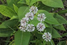 Image result for Cassipourea mollis