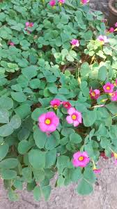 Image result for Oxalis