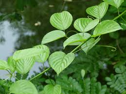 Image result for Gouania tiliifolia