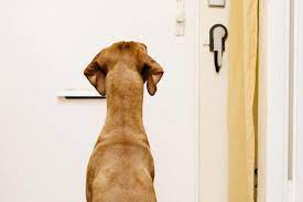Hunde körpersprache haustiere hunde bett hunde verstehen hunde welpen erziehung pflege viele hunde bleiben nicht gerne alleine zuhause ▶️ mithilfe dieser tipps und viel geduld kann es. Wie Lange Kann Ich Meinen Hund Alleine Zu Hause Lassen