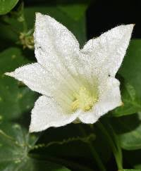 Image result for Coccinia barteri