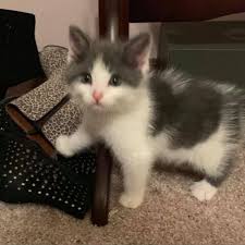Chunk Adoptable Cat Kitten Male Domestic Medium Hair Mix Cat Adoption Cats Pet Care