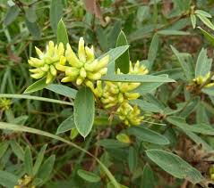 Image result for Eriosema laurentii