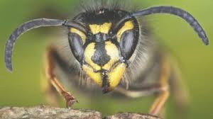 Scientists Why We Should Appreciate Wasps Bbc News