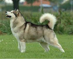 We have giant alaskan malamute puppies, siberian husky puppies, & samoyed puppies for sale. Alaskan Malamute Wikipedia