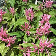Image result for Justicia carnea