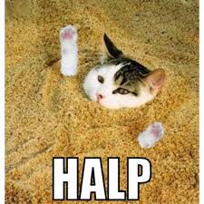 Beach Cat Or Quick Sand Litterbox Funny Cat Pictures Cats And Kittens Cats