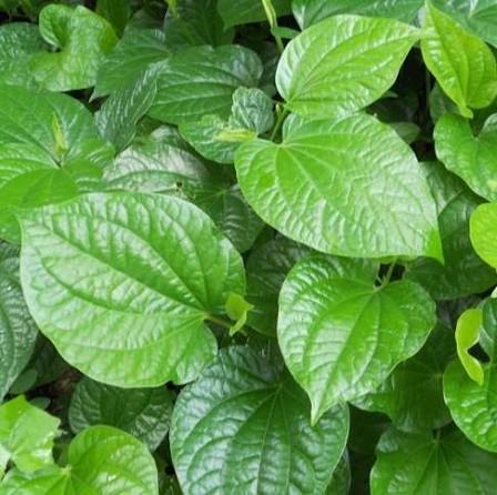 LÁ LỐT TƯƠI - LÁ NỐT TƯƠI 200GR (CHỈ NHẬN THANH TOÁN TRƯỚC) Lá Lốt Trồng Tại Vườn Lá Lốt Chế Biến Món Ăn Ngon Lá Lốt Có Ích Cho Sức Khỏe -