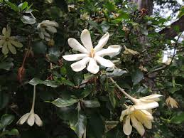 Image result for Gardenia cornuta
