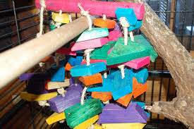 Homemade diy bird toys are easy to make with household items. Making Your Own Parrot Toys