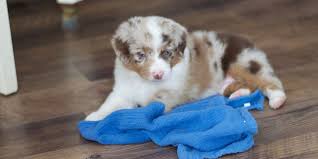 Instinct in the miniature australian shepherd for. Roses Halfpint Ranch Mini Aussie Toy Australian Shepherd