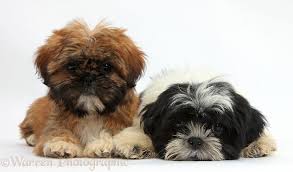 Shih Tzu Dog Black And Brown Dogs Brown And Black And White Shih Tzu Puppies Shih Tzu Puppy Shih Tzu Labrador Retriever Puppies