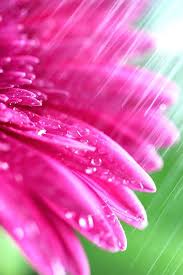 I love handmade card, stamping, and coloring. Pink Flower In The Rain By Christy Patino Pink Flowers No Rain No Flowers Pink Photography