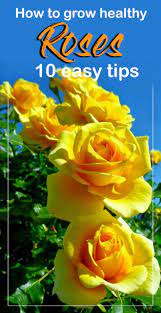 Rose Gardening How To Grow Healthy Roses 10 Easy Tips Rose Plant Care Planting Roses Rose Garden Design